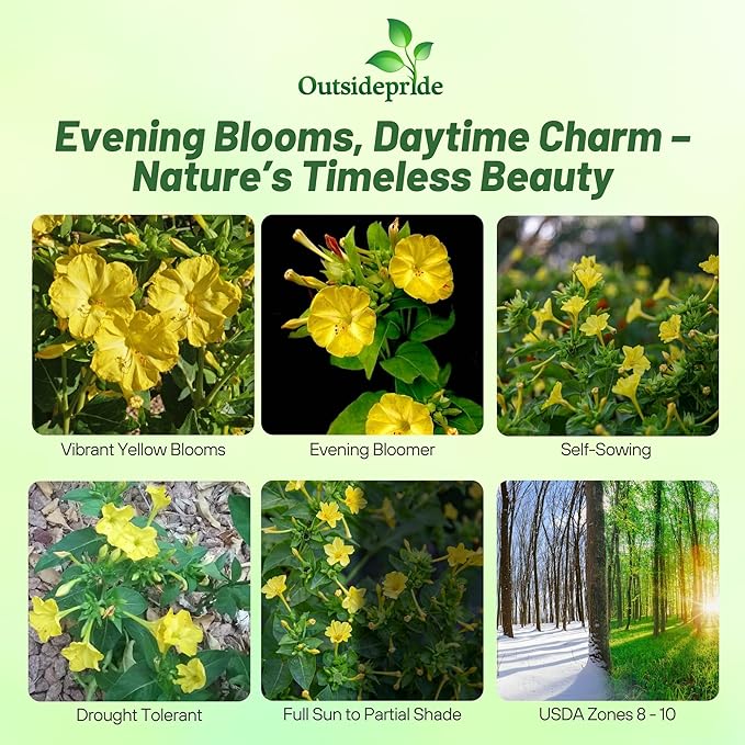 Outsidepride Yellow Four O'clock Flower Seeds - 1 lb Perennial Fragrant, Trumpet-Shaped Blooms, Deer-Proof & Easy to Grow, for Pollinator & Evening Gardens, Containers, Hedges, or Borders