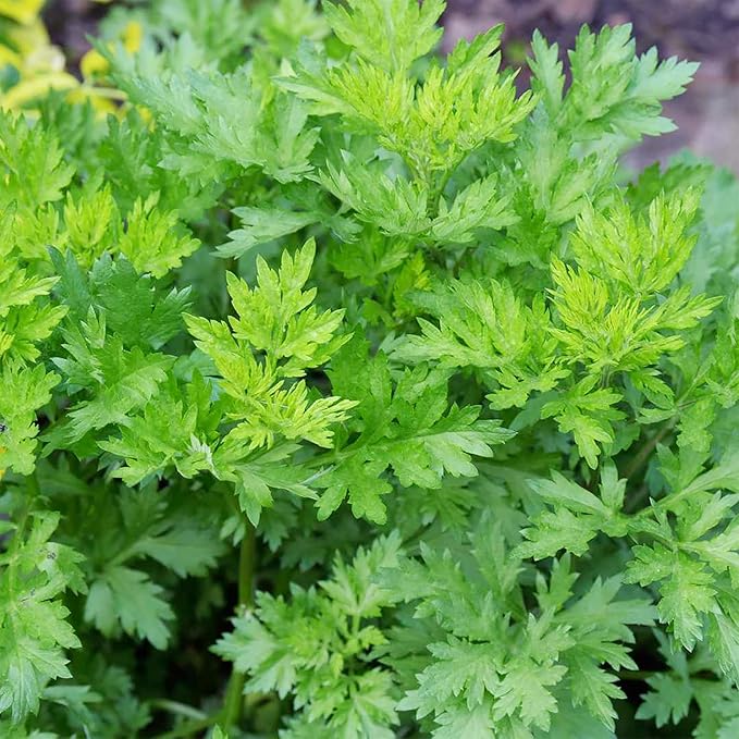 QAUZUY GARDEN 100 Mugwort Seeds (Artemisia Vulgaris) Wild Riverside Wormwood | Premium Organic Non-GMO Heirloom Herb Seeds | Fragrant & Attract Pollinators