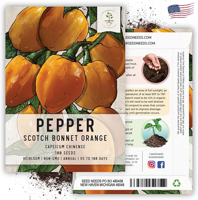 Seed Needs, Orange Scotch Bonnet Hot Pepper Seeds - 60 Heirloom Seeds for Planting Capsicum chinense - Non-GMO & Untreated to Grow an Outdoor Vegetable Garden (1 Pack)