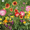 Eden Brothers Native Southwest Wildflower Seed Mix