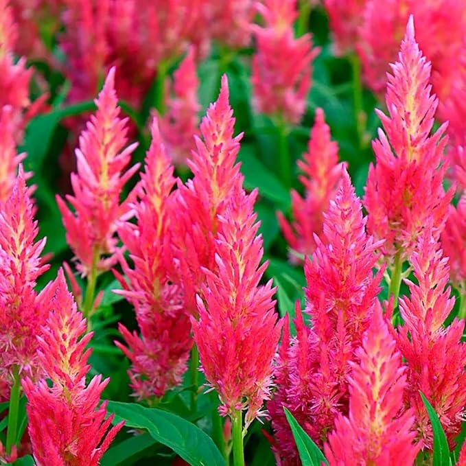 1000 Seeds Pink Celosia Spicata Flamingo Flower Perennial Flower Seeds for Planting