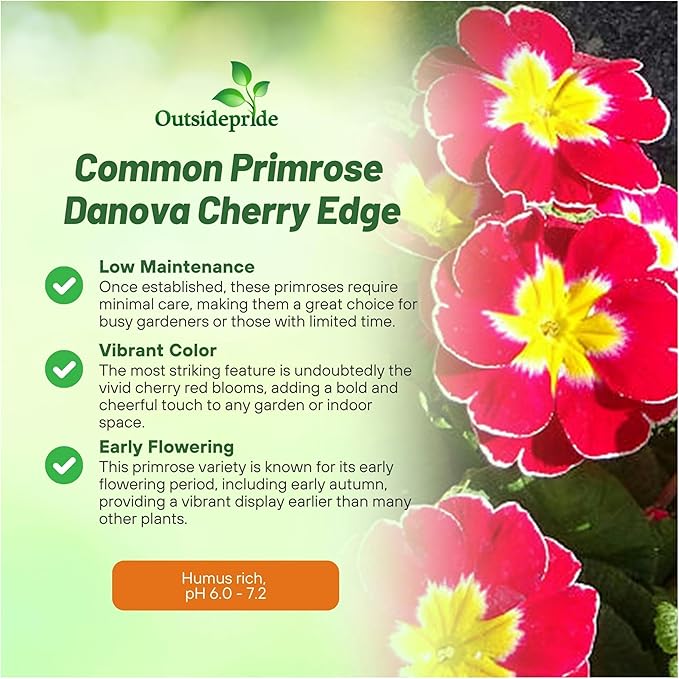 Outsidepride Danova Cherry Edge Common Primrose Seeds - 50 Pcs Annual, Hardy, Easy to Grow & Low Maintenance Flower Seeds for Planting Vibrant Soft Blooms, for Containers, Borders & Erosion Control