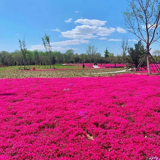 20000+ Red Creeping Thyme Seeds Ground Cover Plant Seeds Perennial- Non-GMO Heirloom Flower Creeping Thyme Seeds for Planting