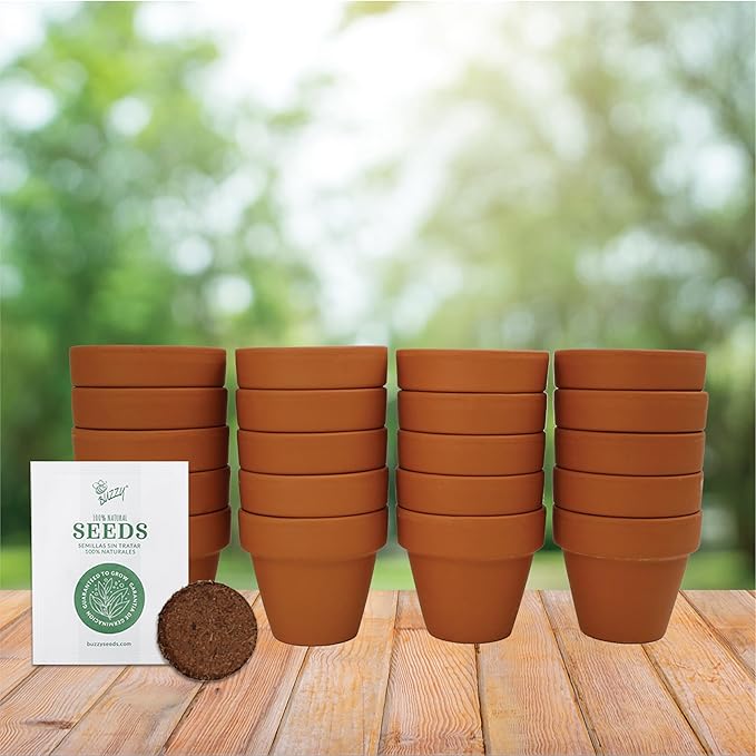 BUZZY Seeds Forget Me Not Flower Grow Kit Bulk 20pk Mini Terracotta Pots Gardening Starter Set, Wedding Favors, Shower Prizes, Garden Parties