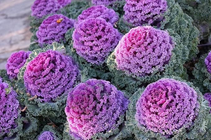 Seeds Vegetable Flowering Kale Mix (Ornamental Cabbage) Fringed - 50-100 Seeds