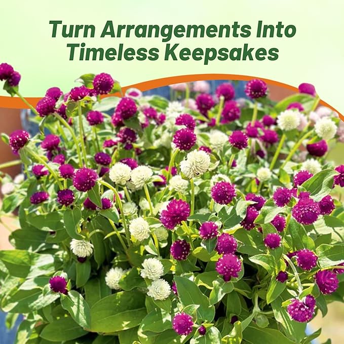 Outsidepride Mixed Gomphrena Seeds - 2000 Pcs Annual, Heat & Drought Tolerant, Pollinator Friendly Globe Amaranth Seeds for Planting w/Vibrant Round Blooms for Beds, Borders, and Arrangements