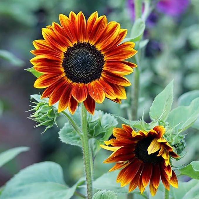 Mixrug Mix Sunflower Seeds for Planting, 500+pcs Rare Perennial Sunflower Flowers Seeds to Plant, Non-GMO Heirloom Colored Beauty Flowers Plants Attracts Pollinators for Home Garden Outdoors