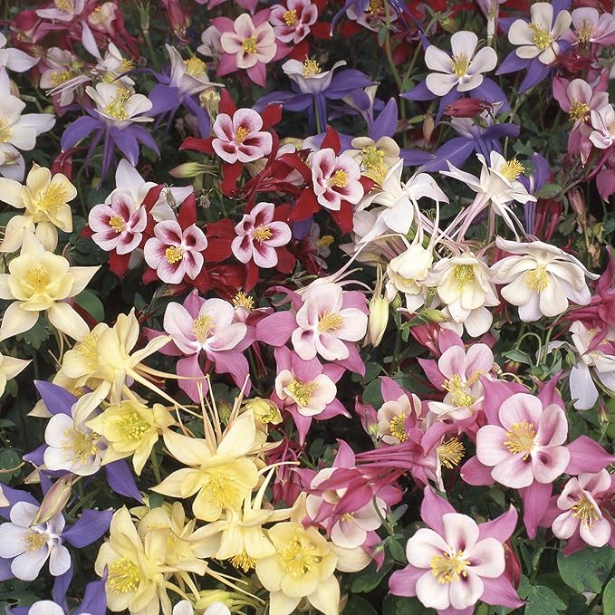 Outsidepride Mixed Columbine Seeds - 2000 Pcs Perennial, Easy to Grow Flower Seeds for Planting, Suitable for Pollinator-Friendly Garden, Cut Floral Arrangements, Ground Covers, or Borders