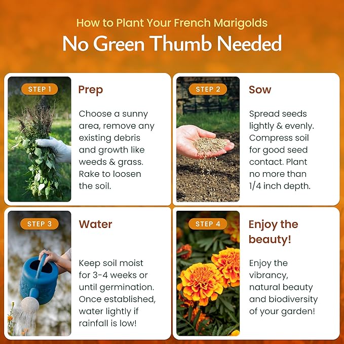 Created by Nature French Marigold Seeds, 2,300 Annual Wildflower Seeds