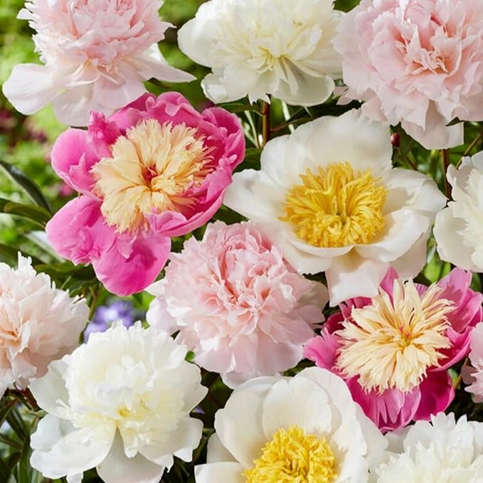 100+ Mix Peony Flower Seeds for Planting Heirloom Peony Poppy Seeds Open Pollinated Attract Butterflies Outdoor and Indoor