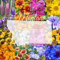 Montana Wildflower Seed Mix, 1 lb Covers 3,200 sq ft, Multi-Color Blooms, Spring and Fall Planting (1/4 Pound)
