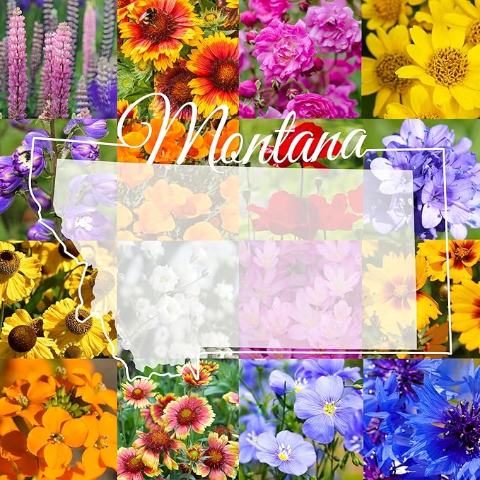 Montana Wildflower Seed Mix, 1 lb Covers 3,200 sq ft, Multi-Color Blooms, Spring and Fall Planting (1/2 Pound)