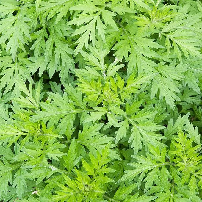 QAUZUY GARDEN 100 Mugwort Seeds (Artemisia Vulgaris) Wild Riverside Wormwood | Premium Organic Non-GMO Heirloom Herb Seeds | Fragrant & Attract Pollinators