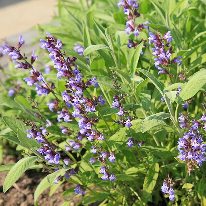 Sage Herb Seeds - Broad Leaved Variety - 1 Gram Packet - Heirloom Broad Leaf Sage Garden Seeds - Perennial Herb Gardening - Grey-Green Foliage