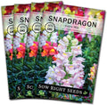Sow Right Seeds - Tetra Mix Snapdragon Flower Seeds for Planting - Non-GMO Heirloom Packet with Instructions to Grow - Fragrant Annual Flower Spikes in a Mix of Colors - Half Tall for Front Beds (4)