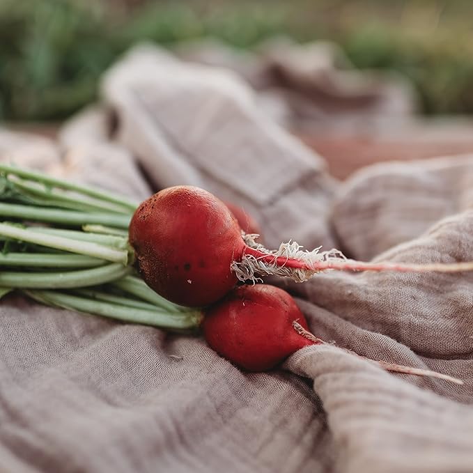 Cherry Belle Red Radish - 150 Seeds - Heirloom & Open-Pollinated Variety, Easy-to-Grow & Fast-Growing, Non-GMO Vegetable Seeds for Planting Indoors or Outdoors in The Home Garden, Thresh Seed Company