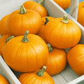 Autumn Gold Bush F1 Hybrid Pumpkin Seeds - 1 Oz ~200 Seeds - Non-GMO, F1 Hybrid - Vegetable Garden - Cucurbita Pepo