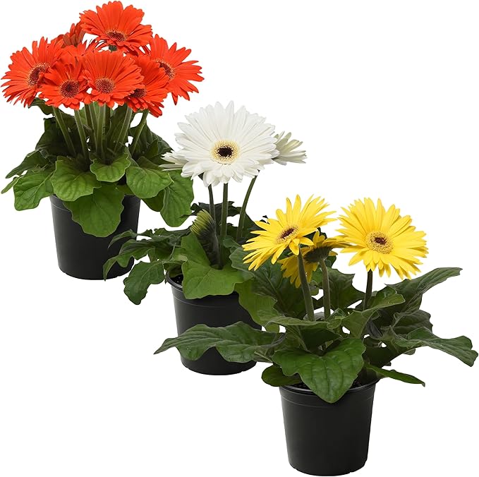 Live Flowering Gerbera Daisies - Grower's Choice Assorted Colors (3 Plants Per Pack) - Beautiful Spring Flowers - 12" Tall by 5" Wide in 1 Qt Pot