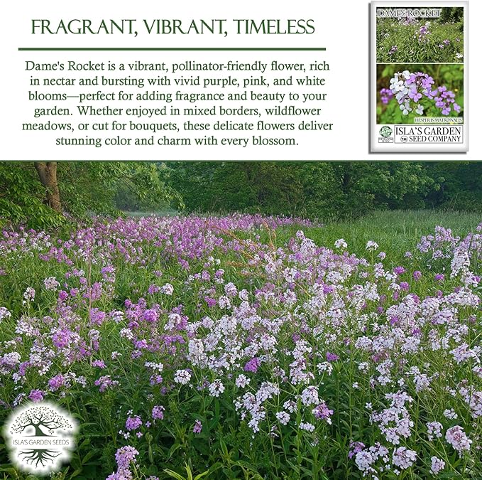 Dame's Rocket Flower Seeds, 1000+ Non-GMO Heirloom Seeds, Vibrant Purple/Pink/White Blooms, Pollinator-Friendly, Easy-Grow Hesperis matronalis, Isla's Garden Seeds for Stunning Gardens