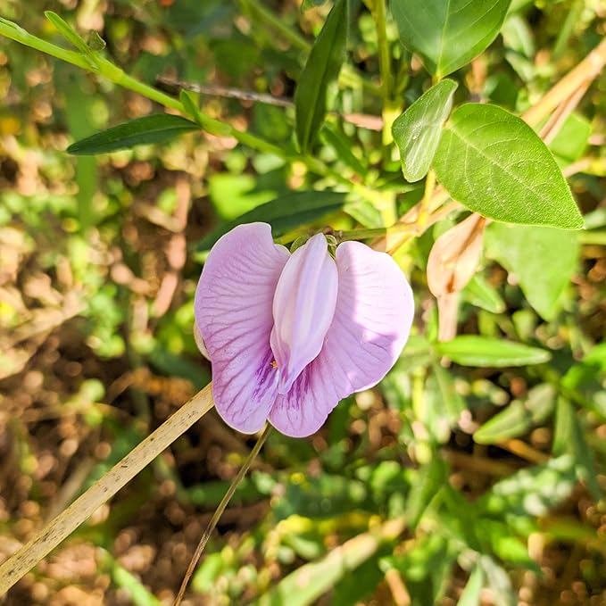 Outsidepride Austrian Winter Peas Seeds for Planting – 1 lbs Bag (Cool-Season Cover Crop, High-Protein Deer Food Plot Seed) Field Peas, Cover Crop Seeds, Spring Mix for Soil Health & Forage
