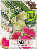 Seed Needs Radish Seeds for Planting Watermelon Radishes - Non-GMO Heirloom & Untreated - Grow a Home Grown Vegetable Garden - Cool Weather Crops (5 Packs)