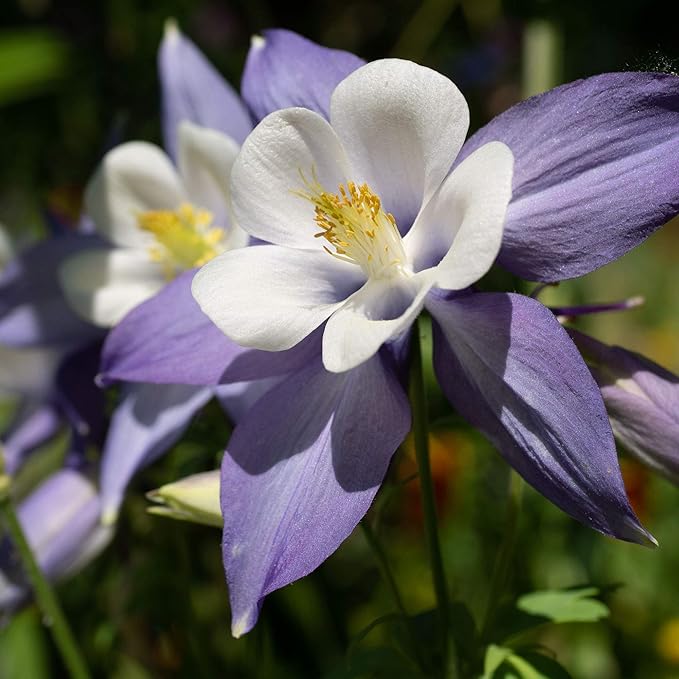 Outsidepride Blue Star Columbine Seeds - 2000 Pcs Perennial, Easy to Grow Flower Seeds for Planting, Suitable for Pollinator-Friendly Garden, Cut Floral Arrangements, Ground Covers, or Borders