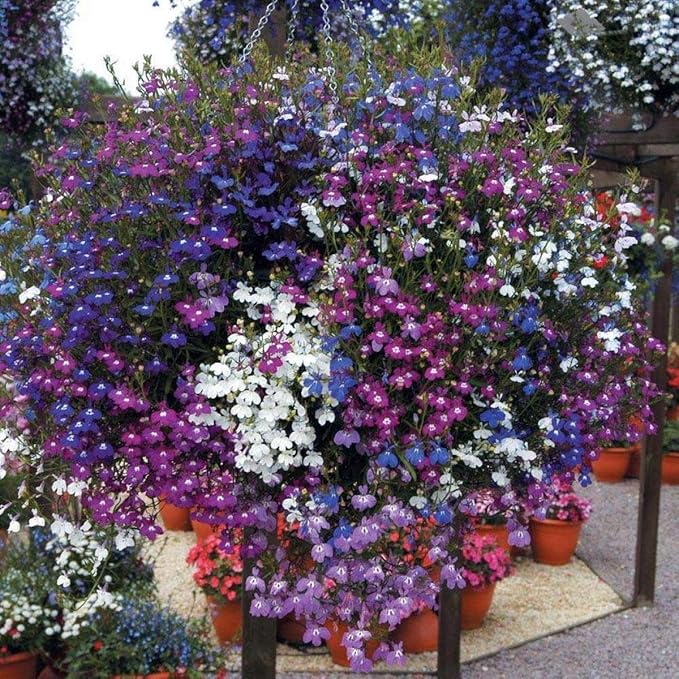 KIRA SEEDS - Seeds Lobelia Сascade Mix - Annual Flowers for Planting - GMO Free