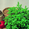 Basil Seeds - Spicy Globe - 2 g Packet ~1000 Seeds - Non-GMO, Heirloom - Bush Herb Garden Seeds: Gardening, Microgreens - Ocimum basilicum Minimum