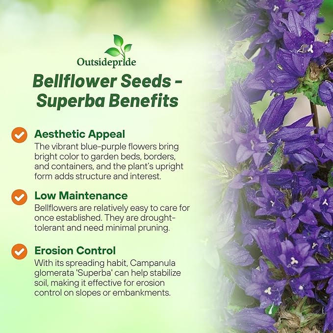 Outsidepride Superba Bellflower Seeds for Planting - 2000 Pcs Perennial Mat-Forming Flower Seeds with Bell Shaped Blooms & Low Growth Habit for Edging Pollinator Gardens, Containers, & Borders