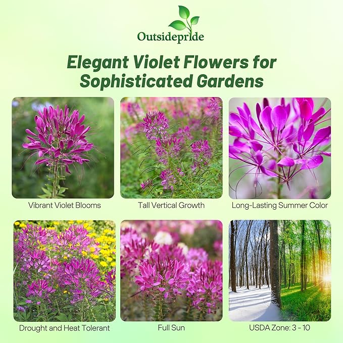 Outsidepride Violet Cleome Seeds - 2000 Pcs Annual Flower Seeds with Large, Airy, Spidery Blooms, Drought Tolerant Spider Plant for Xeriscaping, Flower Bed, Border, Pollinator, & Cut Flower Garden