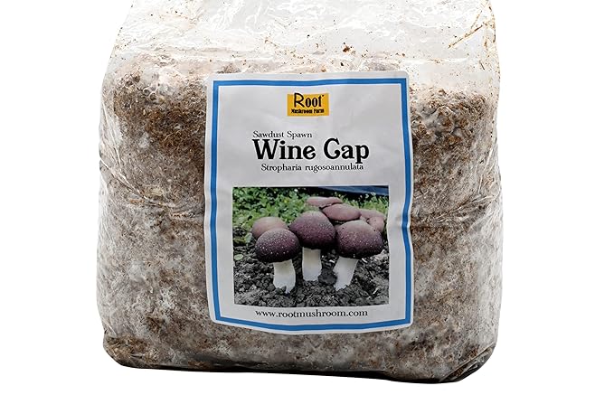 Wine Cap Sawdust Spawn