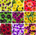 300+ Annual Petunia Superstar Flower Seeds - Petunia Flower Seeds, Flowering Plants for Home Garden Outdoor Planting and Cultivation