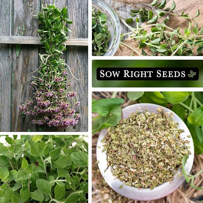 Sow Right Seeds - Oregano Seed for Planting - Non-GMO Heirloom- Instructions to Plant and Grow a Kitchen Herb Garden - Indoor or Outdoor - Gardening Gift - Produces Flavorful Leaves for Seasoning (1)