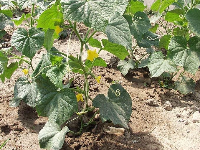Cucumber Bush Gherkin Seeds for Pickling Early Vegetable for Planting Giant Non GMO 40 Seeds