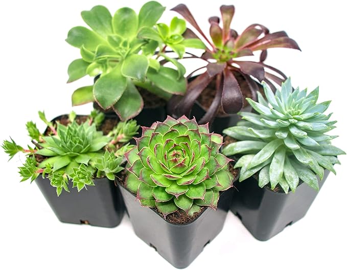 Succulent Fertilizer | Formulated Succulent Food for Potted Indoor Succulents and Cactus | Plant Food for Succulent Soil in Pots | by Aquatic Arts