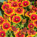 Eden Brothers Blanket Flower Seeds