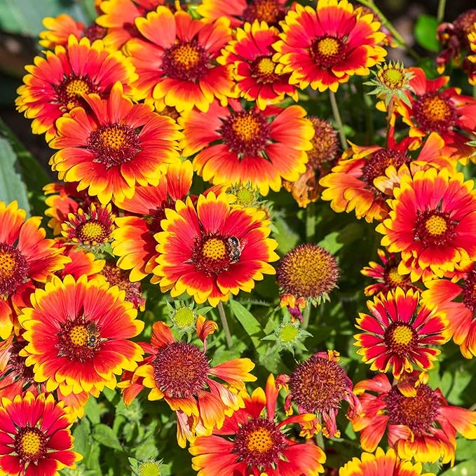 Eden Brothers Blanket Flower Seeds