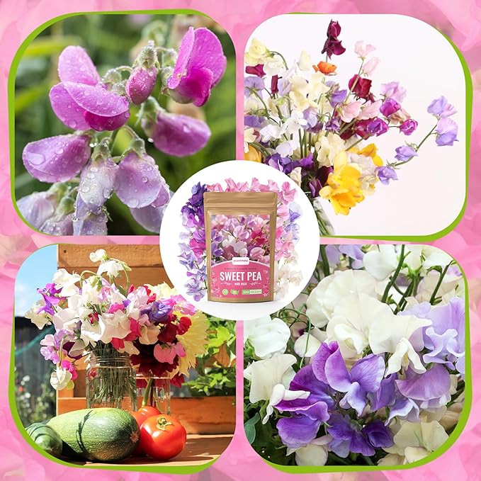 PLANTMEW Sweet Pea Seeds 200 Seeds - Non-GMO Heirloom Organic Seeds Brightly Colored Flowering Vines for Pergolas, Flower Beds, Balconies and Patios