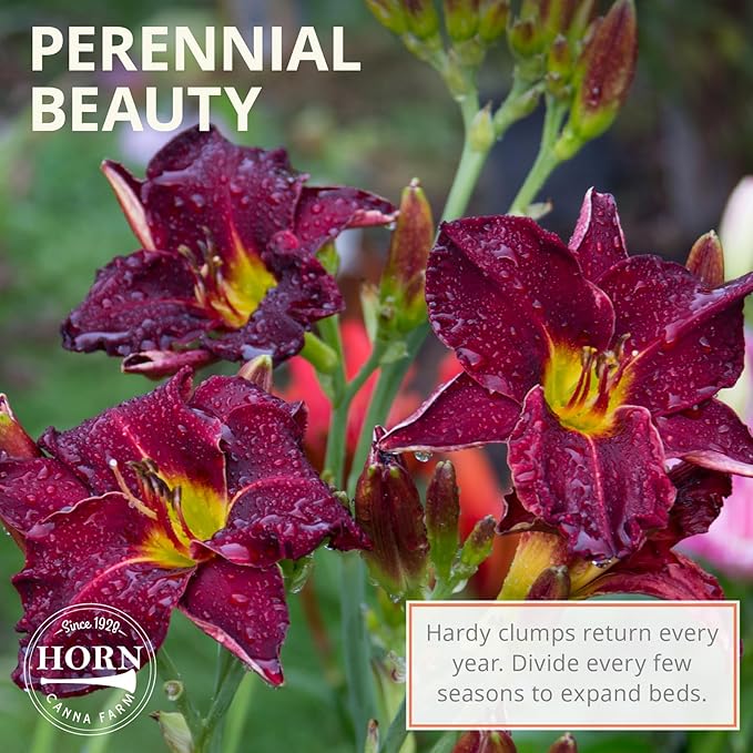 Strutter’s Ball Daylily Flower Bulbs – Deep Red-Purple Ruffled Blooms with Yellow Throat – Hardy, Pollinator-Friendly Perennial for Full Sun (Zones 3–9) Fall Planting Spring Blooming