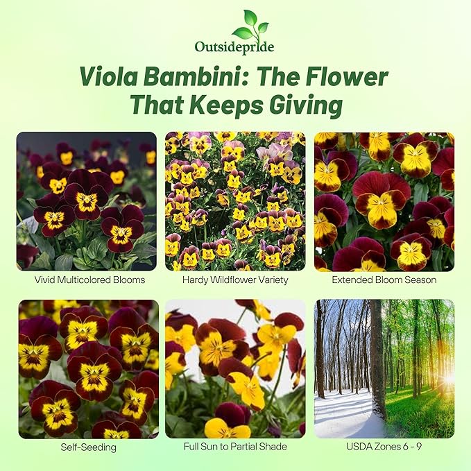 Outsidepride Bambini Mix Viola Pansy Seeds for Planting - 1000 Pcs. Perennial, Cold-Hardy & Pollinator Friendly Flowers with Fragrant Blooms for Garden Beds, Borders & Container Displays