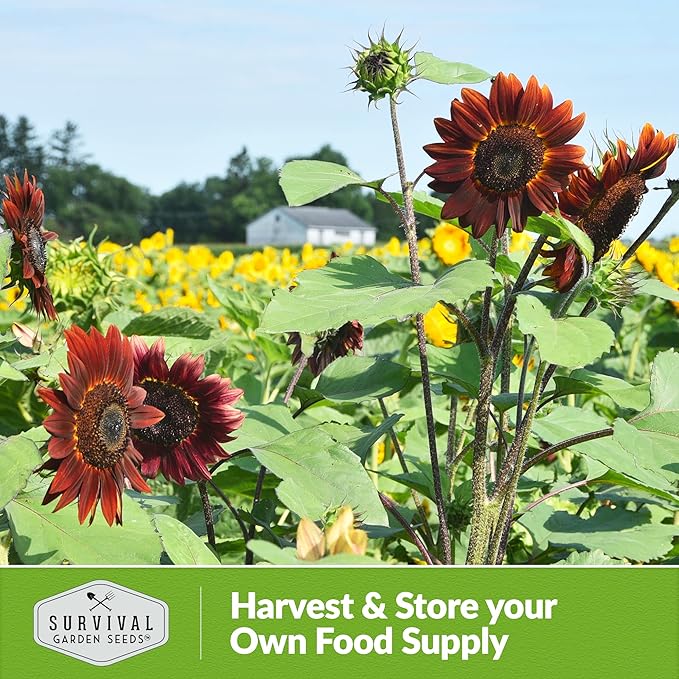 Chocolate Cherry Sunflower Seeds for Planting | Rare Burgundy Black Blooms, 6-7ft Giant Non-GMO Heirloom Flower - Survival Garden Seeds (1 Pack)
