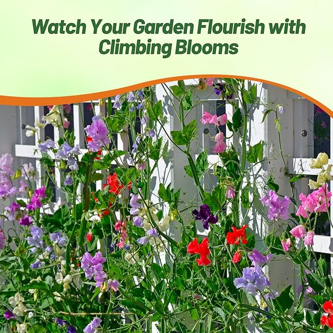 Outsidepride Royal Mix Sweet Pea Seeds - 500 Pcs Annual, Easy to Grow, Vine Seeds for Planting Fragrant, Long-Lasting Flowers with Free-Flowering Habit & Tall Size for Vertical Gardens