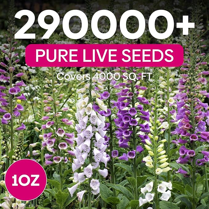 Foxglove Seeds, Large Packet 1 Ounce 290,000+ Seeds, 24-36’ Tall Spire Bloom Attract Hummingbirds and Bees, Non-GMO | Heirloom | USDA Zones 4-10