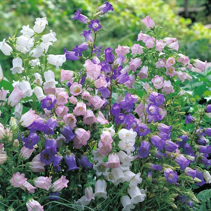 NIKA SEEDS - Seeds Flowers Canterbury Bells Double Mix (Cups and Saucers) Biennial - 500 Seeds