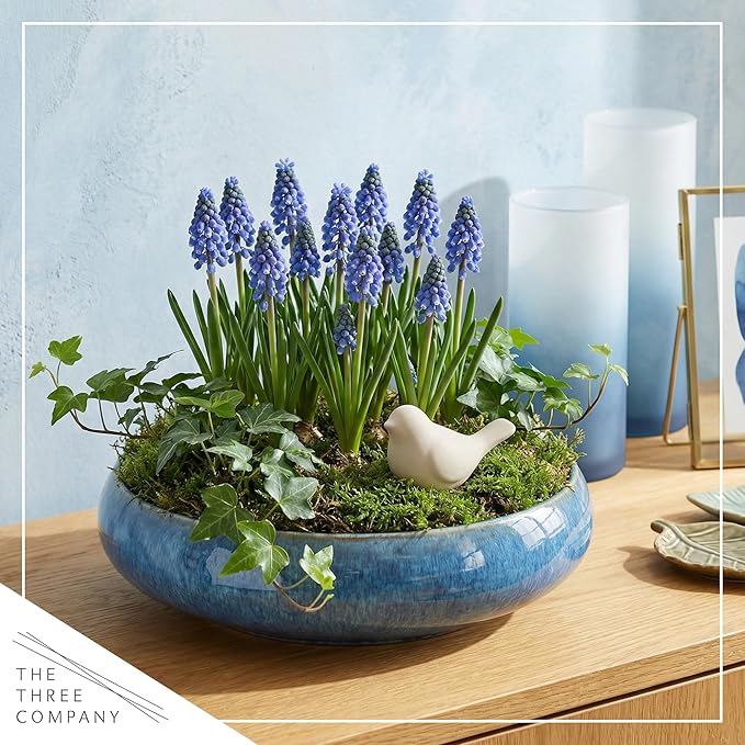 Live Flowering Muscari Grape Hyacinth (4 Per Pack), Beautiful Spring Bulbs, Ships Dormant in 1 Pt Pot, Blooms in 3-5 Weeks