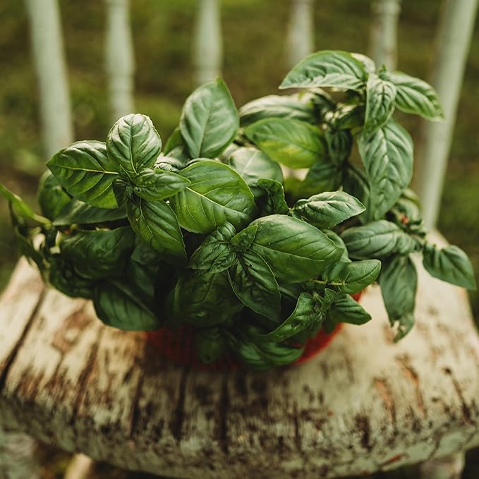 Genovese Basil - 250 Seeds - Heirloom Basil Variety, Non-GMO Heirloom Herb Seeds for Planting, Grow Kitchen Herbs Indoors or Outdoors in Containers, aerogardens, Home Garden, Thresh Seed Company