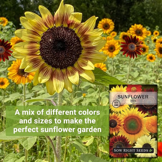 Sow Right Seeds - Mixed Sunflower Seeds for Planting - Non-GMO Heirloom Packet with Instructions - Great Wedding or Party Favor - Grow Giant Sunflowers in an Assortment of Bright, Unique Colors (2)