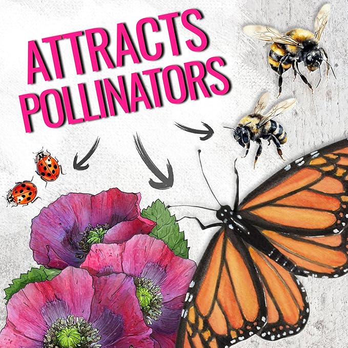 Seed Needs Hens & Chicks Poppy Seeds for Planting - Heirloom & Open Pollinated Annual Wildflowers - Beautiful Poppies to Attract Pollinators to a Butterfly Garden (2 Packs)
