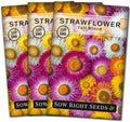 Sow Right Seeds - Tall Mixed Strawflower Seeds - Non-GMO Heirloom Packet with Instructions to Grow - Beautiful to Plant in Your Flower Garden - Cut Flower Favorite - Wonderful Gardening Gift (3)