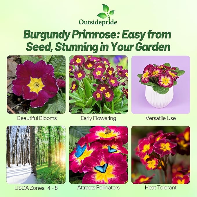 Outsidepride Danova Burgundy Bicolor Common Primrose Seeds - 25 Pcs Annual, Hardy, Easy to Grow & Low Maintenance Flower Seeds for Planting Vibrant Blooms, for Containers, Borders & Erosion Control